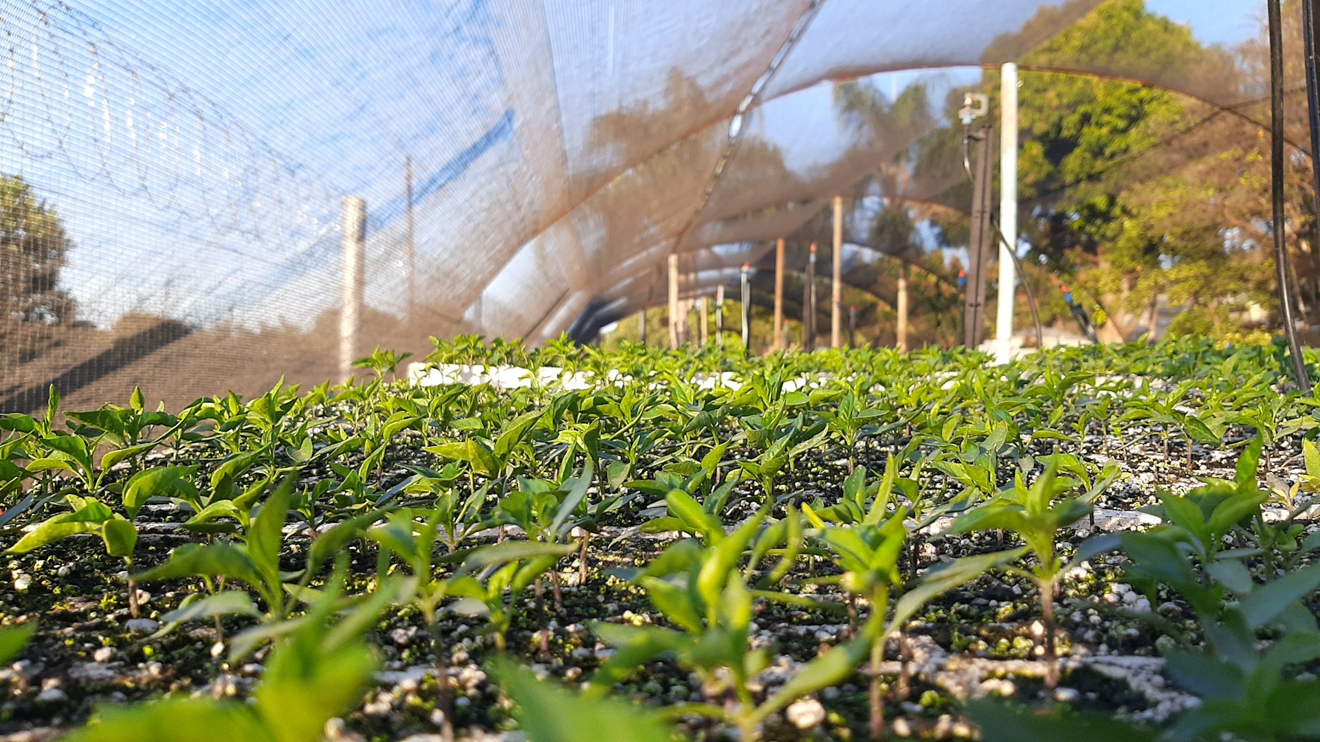 Greener Home